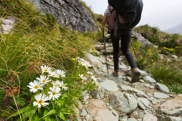 White alpine flower — Stock Photo, Image