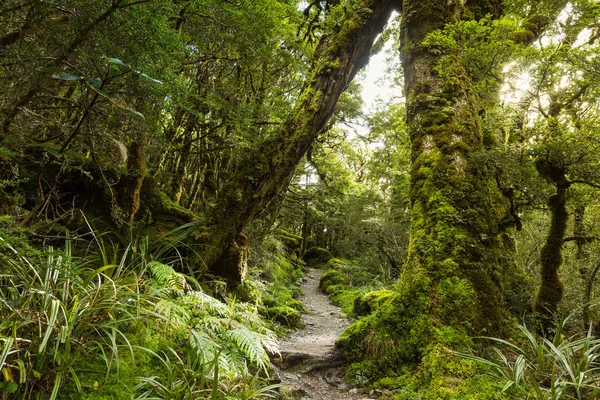 Yerel kayın ormanı, Yeni Zelanda — Stok fotoğraf