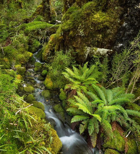 Şelale yemyeşil ılıman yağmur ormanlarında — Stok fotoğraf