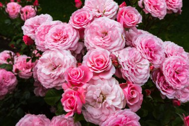 Bahçedeki pembe güller