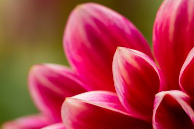 soyut bir çiçeğin taçyapraklarını