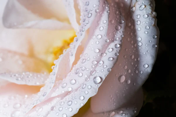 Wassertropfen auf Rosenblättern — Stockfoto