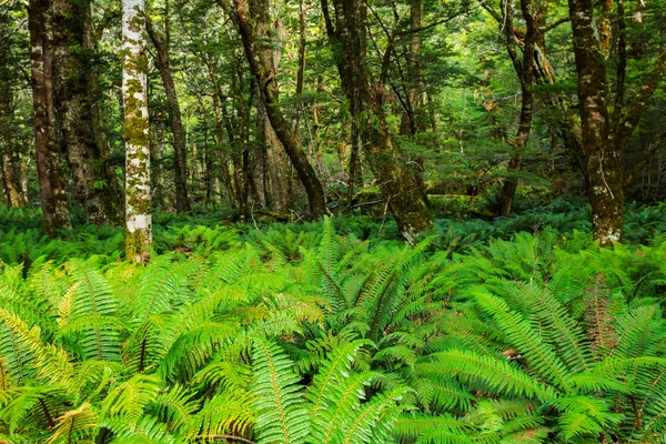 Forest varens dekking van het regenwoud — Stockfoto