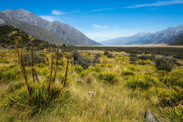 Łąka i Hiszpan na Mt Cook National Park — Zdjęcie stockowe