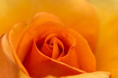 güzel turuncu gül makro