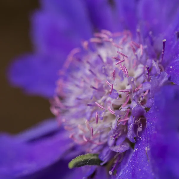 Macro disparo de flor púrpura — Foto de Stock