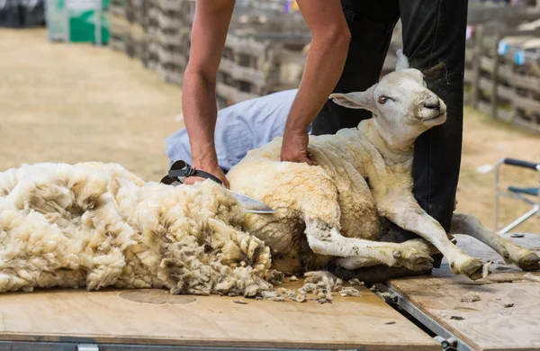 La tosatura delle pecore in Nuova Zelanda — Foto Stock