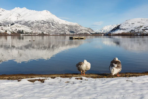 Kachna na zimní jezero na Novém Zélandu — Stock fotografie