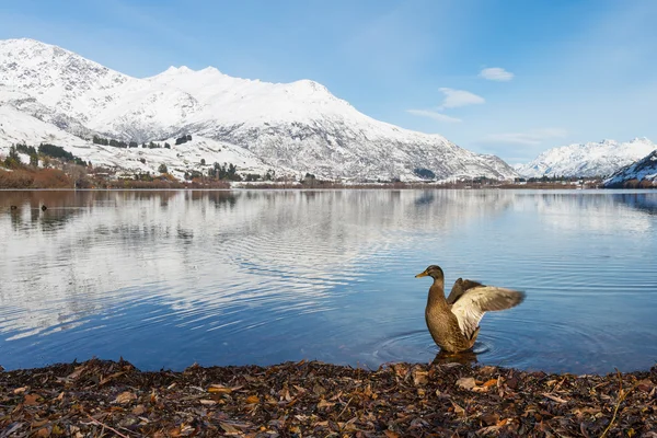 Canard sur le lac d'hiver en Nouvelle-Zélande — Photo