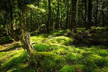 Yeni Zelanda yerli orman