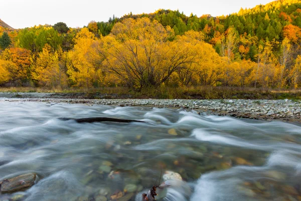 Arrowtown, South Island, Yeni Zelanda sonbahar renkleri