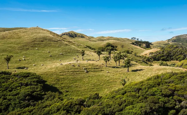 Paisaje de montaña en Nueva Zelanda —  Fotos de Stock