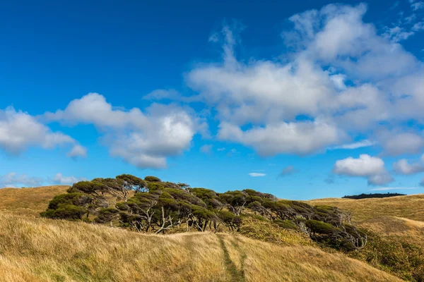 Árbol barrido por el viento y fondo cielo azul nublado —  Fotos de Stock