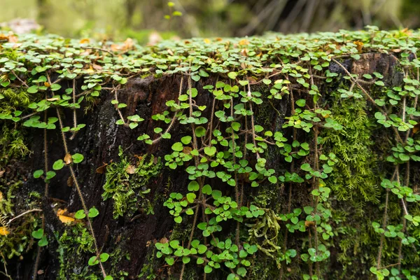 Petite plante forestière — Photo