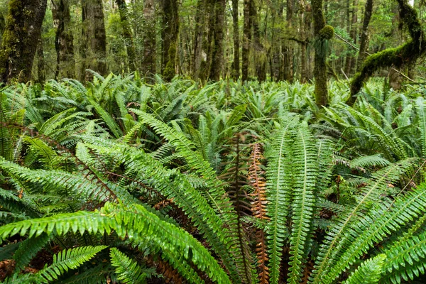 Mos op de boom en varens — Stockfoto