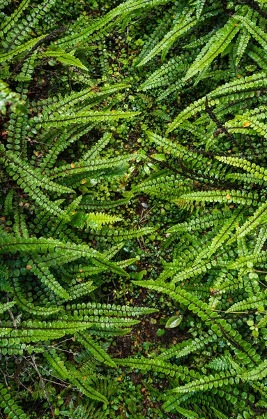 Bosque de helechos en la pista Kepler —  Fotos de Stock