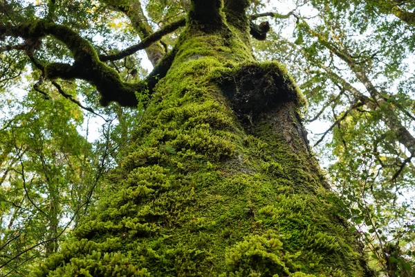 Moss en el árbol y helecho Imagen De Stock