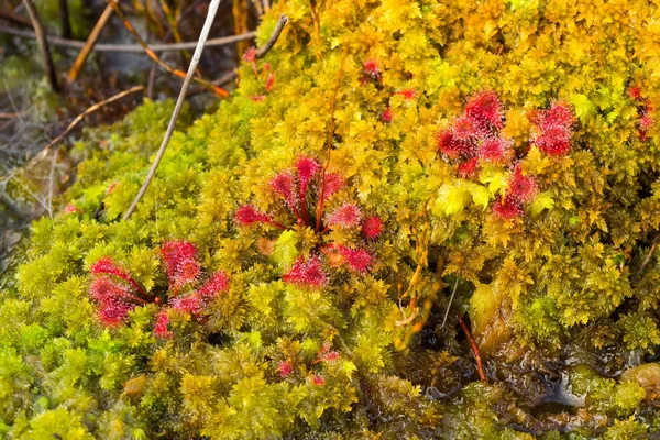 Klein oranje bos plant — Stockfoto