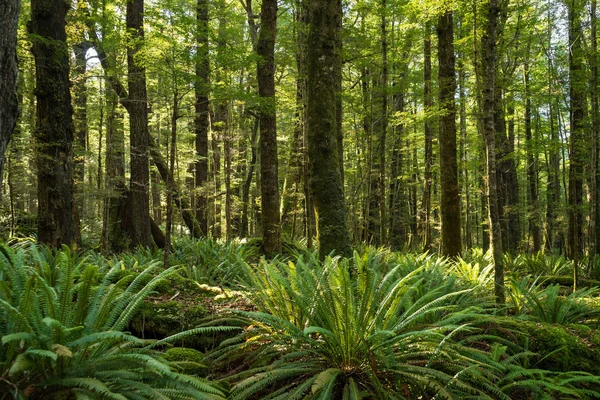 Mos op de boom en varens — Stockfoto