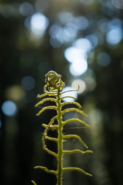 Moss en el árbol y helecho Fotos de stock libres de derechos