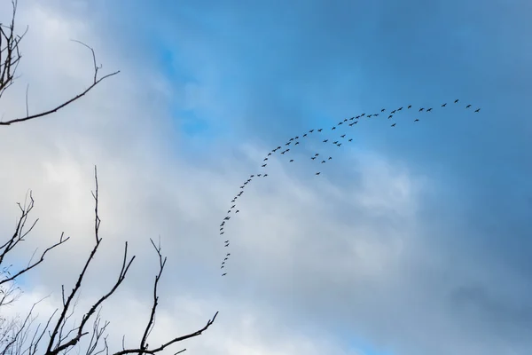 Rebanho de aves voando no céu — Fotografia de Stock