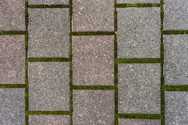 Brick pathway with green moss — Stock Photo, Image