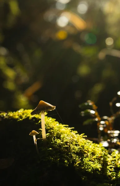 Kleine paddenstoel in het bos — Stockfoto