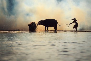 siluet buffalo çocuk