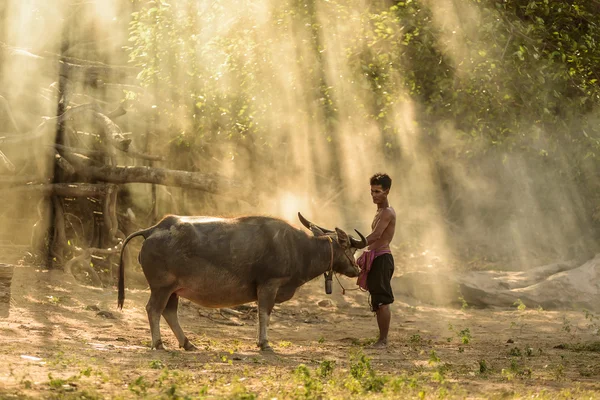 Farmer and buffalo — Stock Photo, Image