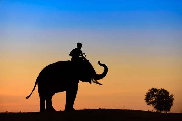 해질녘 코끼리 실루엣 — 스톡 사진