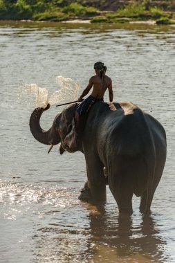 büyük fil darbe su bunu geri döndü