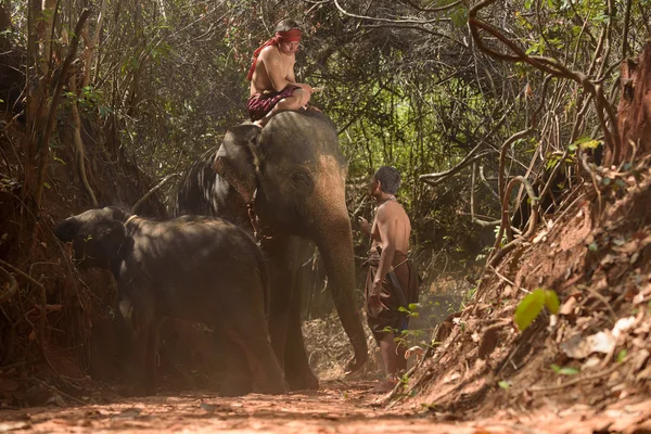 Elefante grande y bebé caminando en la selva — Foto de Stock