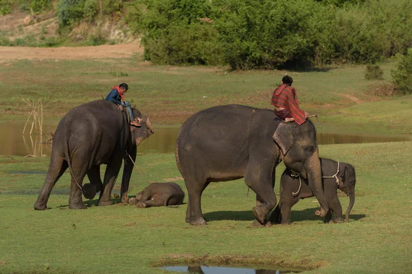 Elefante grande y bebé caminando en la selva — Foto de Stock