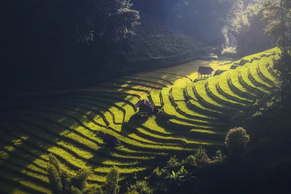 Rice fields on terraced of Mu Cang Chai — Stock Photo, Image