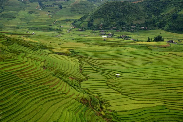 Rice fields on terraced — Stock Photo, Image