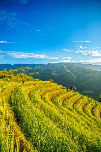 Rice fields on terraced — Stock Photo, Image