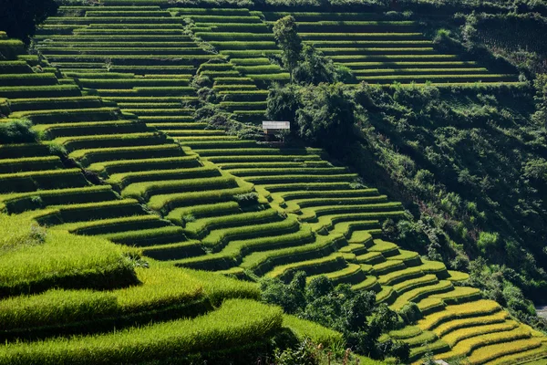 Rice fields on terraced — Stock Photo, Image