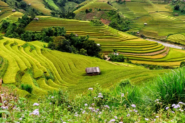 Rice fields on terraced — Stock Photo, Image