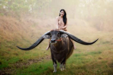 güzel Asyalı kız uzun boynuz buffalo tesisi