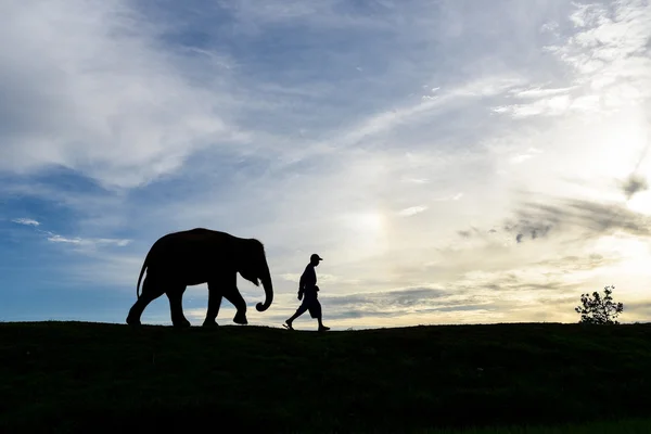 Silhouette Elefantenbaby, das einem Mann folgt — Stockfoto