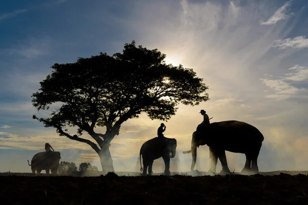 Silhouette von drei Männern reitet Elefant — Stockfoto