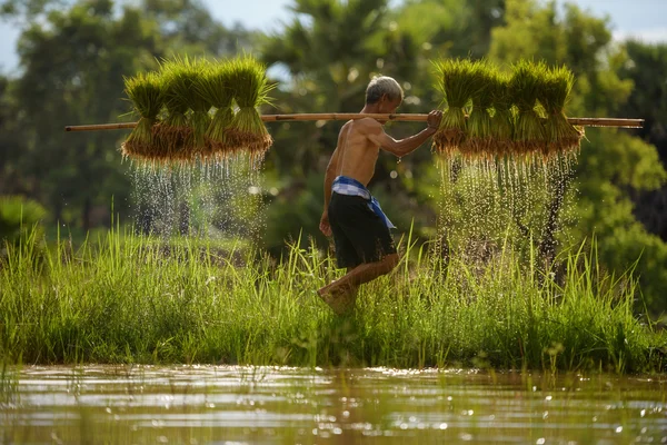 Viejo agricultor trabajando — Foto de Stock