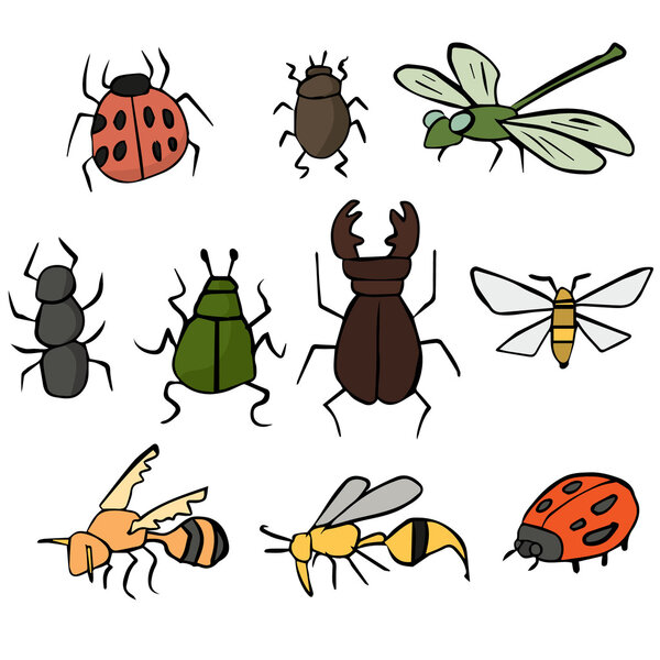 vector set of insect