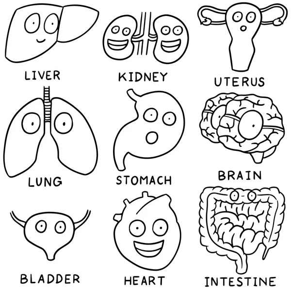 Conjunto vetorial de desenhos animados de órgãos internos —  Vetores de Stock