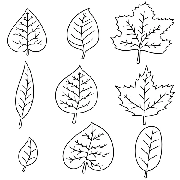 vektör yaprak kümesi