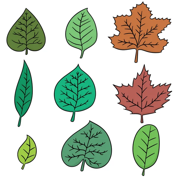 Vector set of leaves — Stock Vector