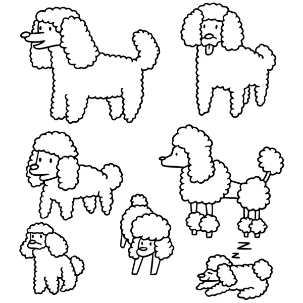 Vector set of poodle — Stock Vector