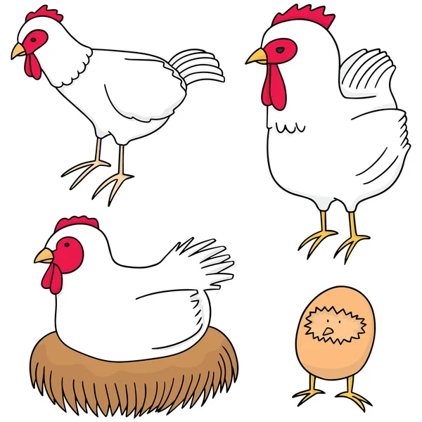 Conjunto vetorial de frango — Vetor de Stock