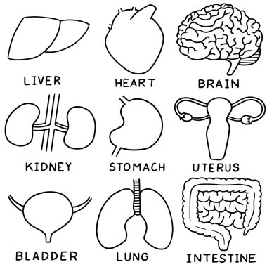 İç organ karikatür vektör kümesi