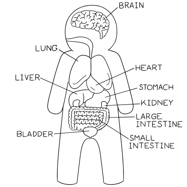 Vector set van inwendige organen — Stockvector